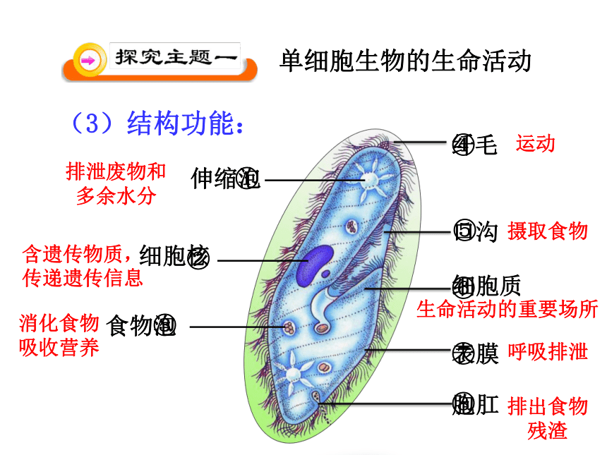 第一节 单细胞生物 课件（32张PPT）