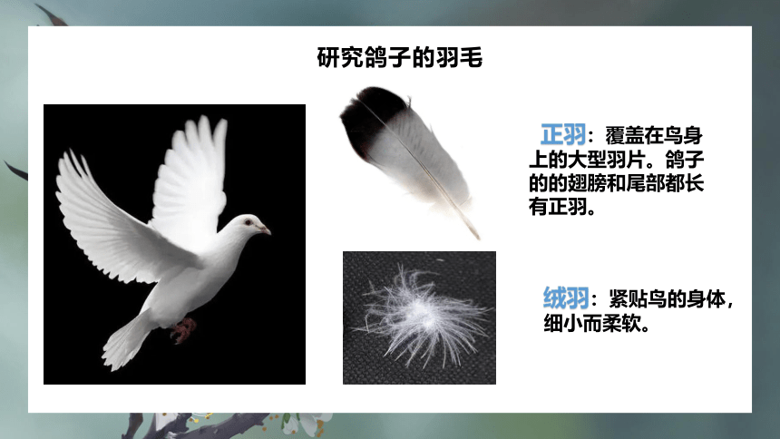 苏教版（2017秋）科学 四年级上册1.3鸟类  课件(共20张PPT)