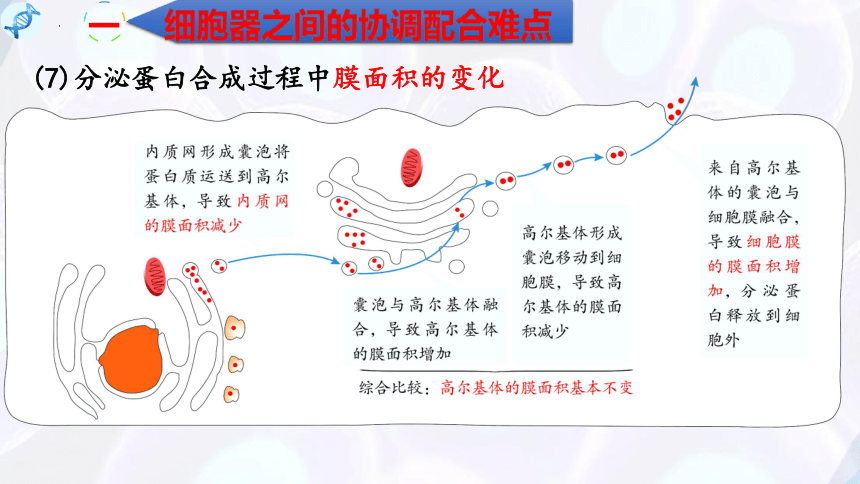 3.2细胞器之间的分工合作（第3课时）(课件共15张PPT)