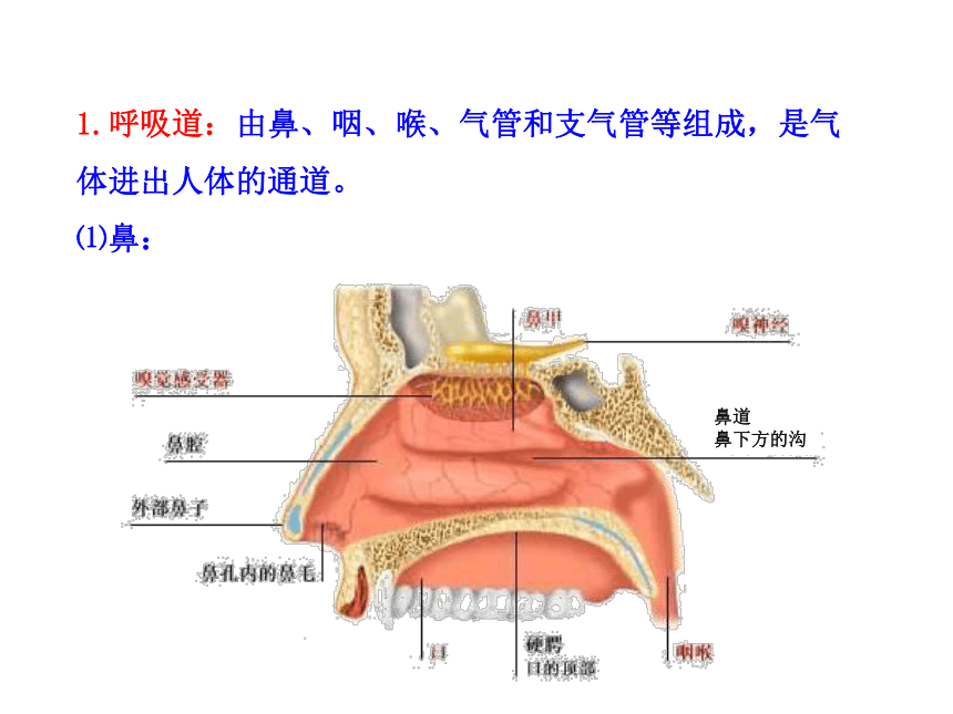 苏教版生物七年级下册 第十章 第三节  人体和外界环境的气体交换课件(共22张PPT)