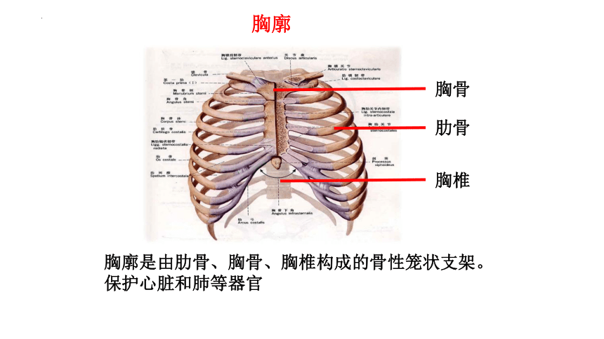 4.3.2发生在肺内的气体交换课件 (共20张PPT)人教版生物七年级下册 (3)