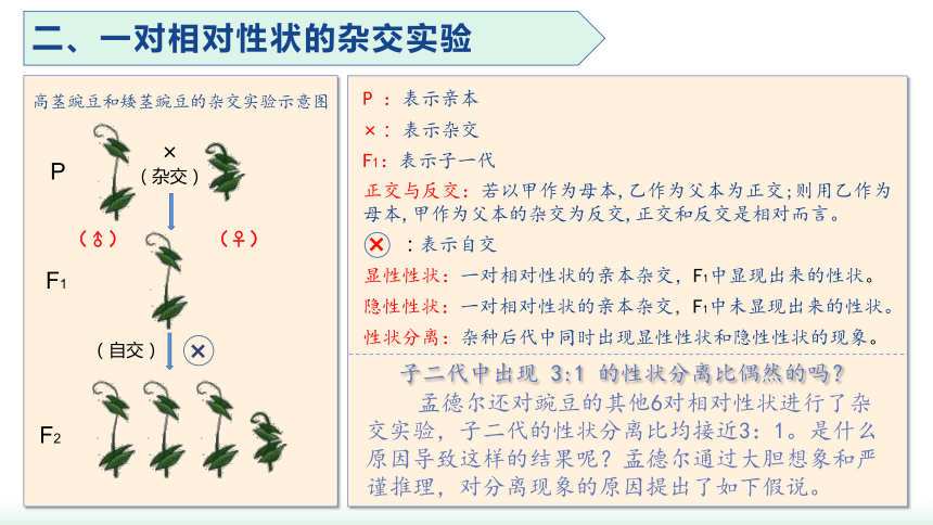 生物人教版（2019）必修2 1.1孟德尔的豌豆杂交实验（一） （共20张ppt）