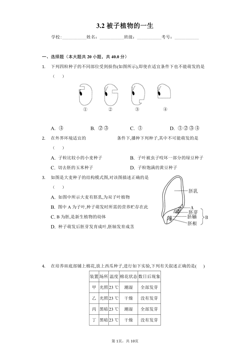 2022-2023学年人教版生物七年级上册同步作业 3.2被子植物的一生(word版含答案）