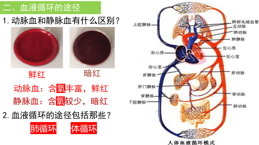 2021-2022学年人教版七年级生物下册4.4.3输送血液的泵--心脏（第二课时）课件(共19张PPT)