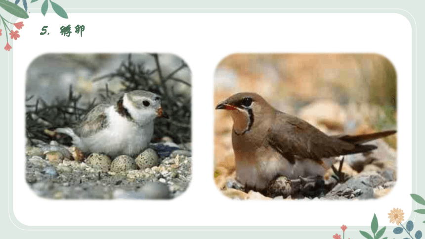 8.21.5 鸟类的生殖与发育课件(共27张PPT)2022-2023学年苏教版生物八年级下册