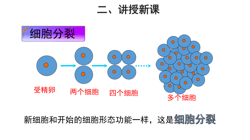 北师大版七年级上册 第1节 细胞分化形成组织   课件(共32张PPT)