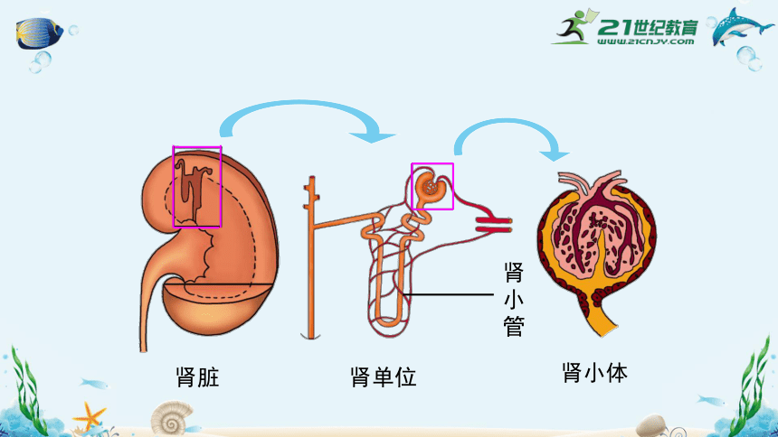 人教版七年级生物下册4.5人体内废物的排出（共35张）