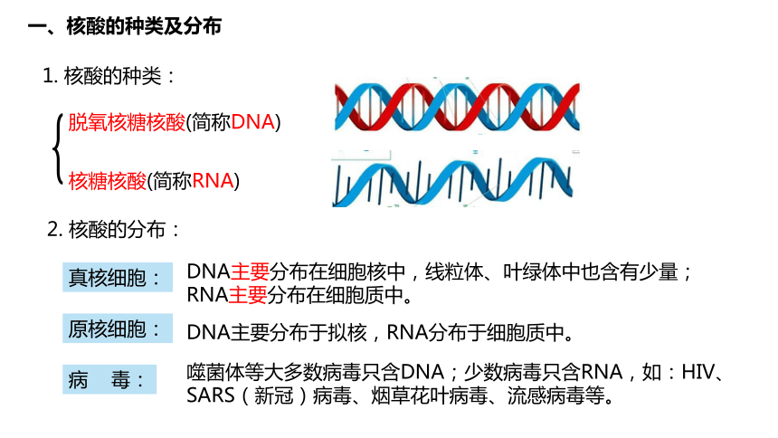 2.5 核酸是遗传信息的携带者(共20张PPT)-高中生物人教版必修一册课件