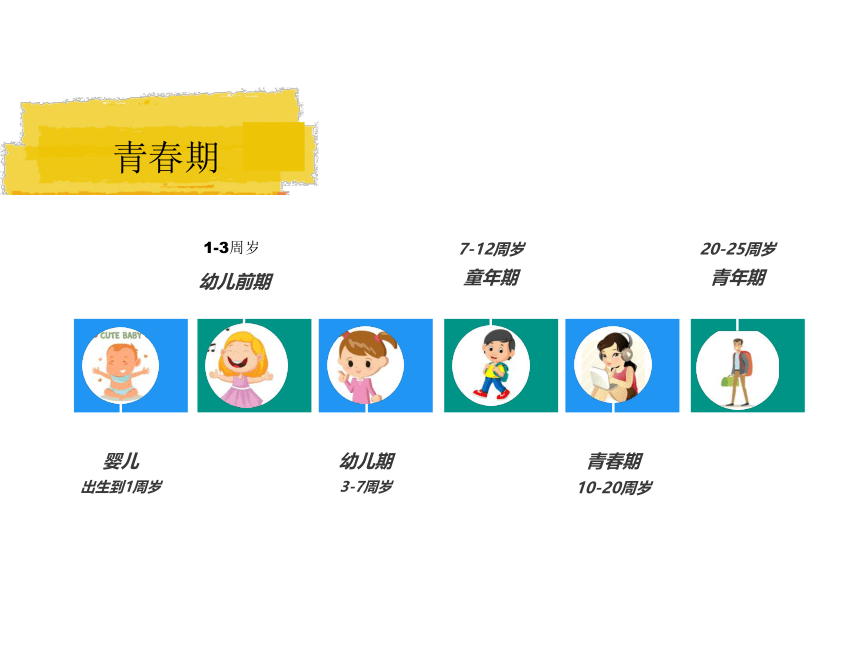 4.3.2 青春期发育 课件-（共43张PPT）