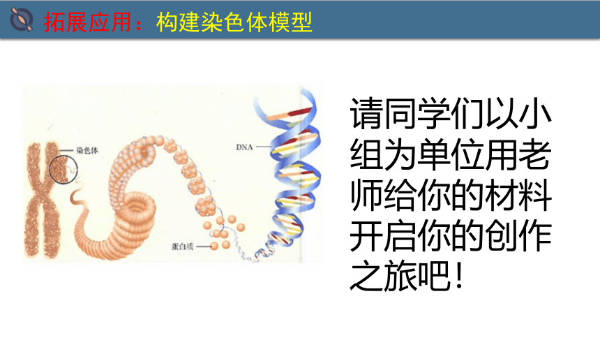 7.2.2基因在亲子代之间的传递课件(共25张PPT) 人教版生物八年级下册