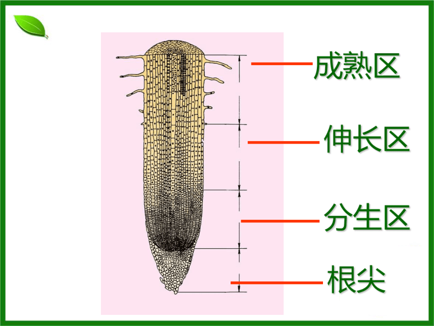 3.2.2植株的生长 课件 （27张PPT）