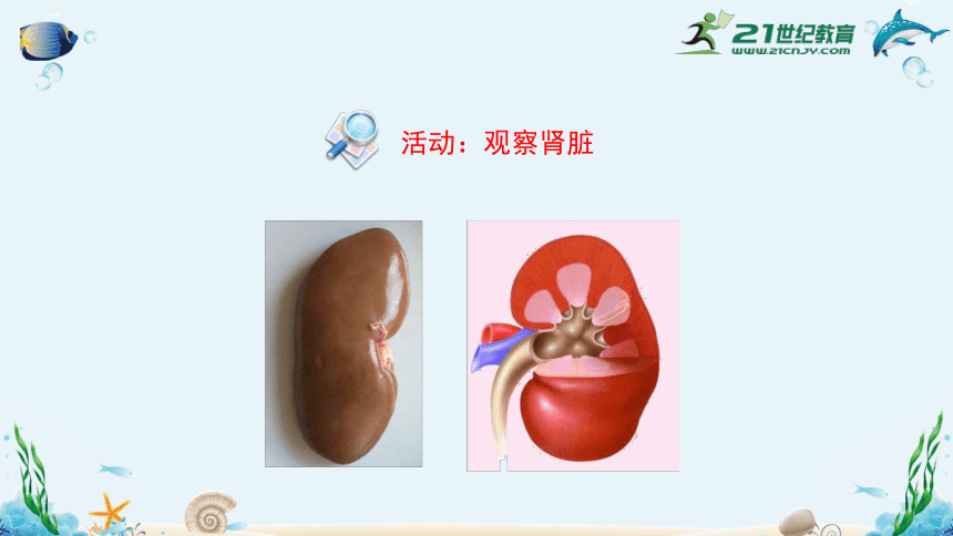 人教版七年级生物下册4.5人体内废物的排出（共35张）