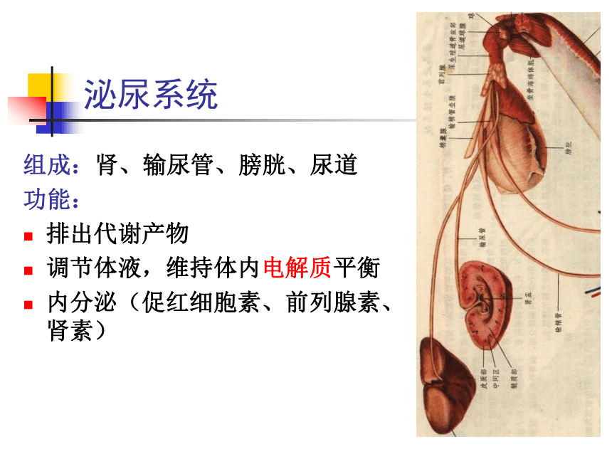 7.泌尿系统  课件(共55张PPT) - 《畜禽解剖生理学》同步教学（高教版）