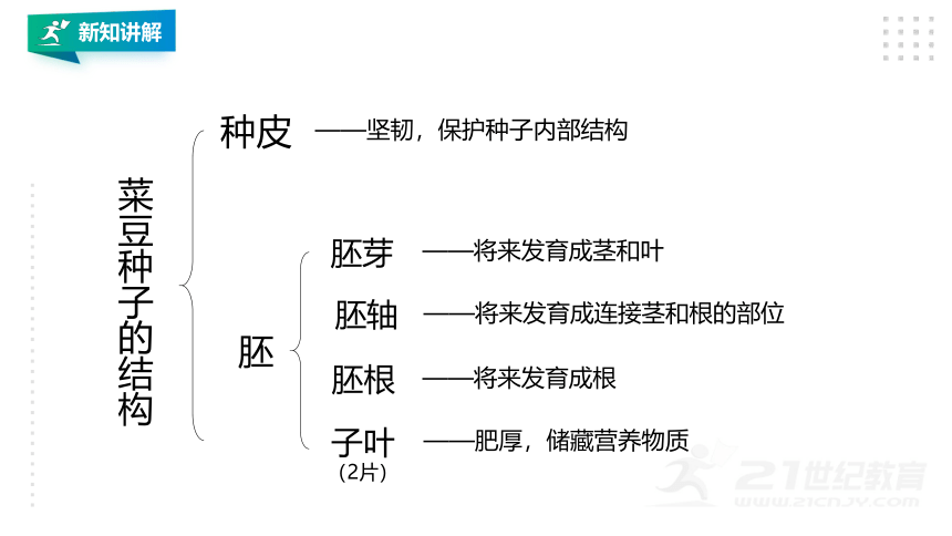 3. 1.2种子植物(共42张PPT)