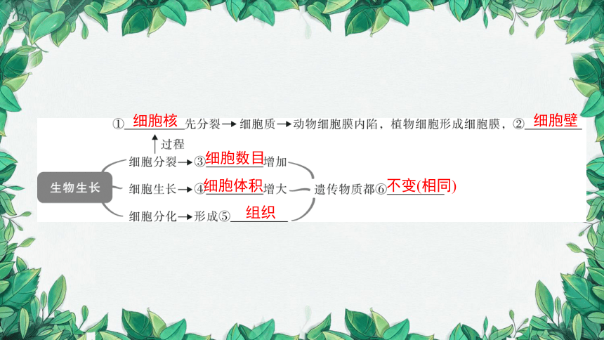 2023年中考生物复习 课题二 细胞的分裂、生长、分化课件(共26张PPT)