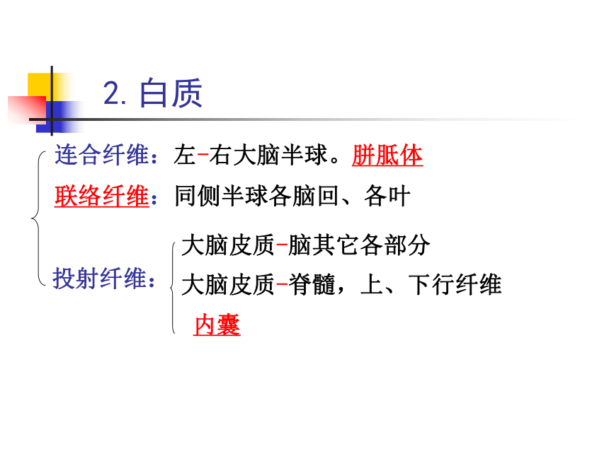 11.神经系统-5  课件(共47张PPT) - 《畜禽解剖生理学》同步教学（高教版）