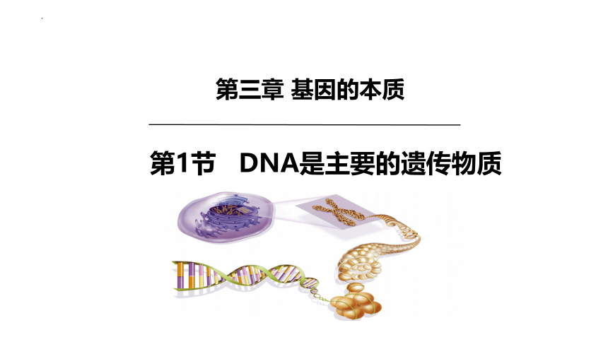 3.1 DNA是主要的遗传物质课件(共31张PPT)-2022-2023学年高一下学期生物人教版（2019）必修2（有视频）