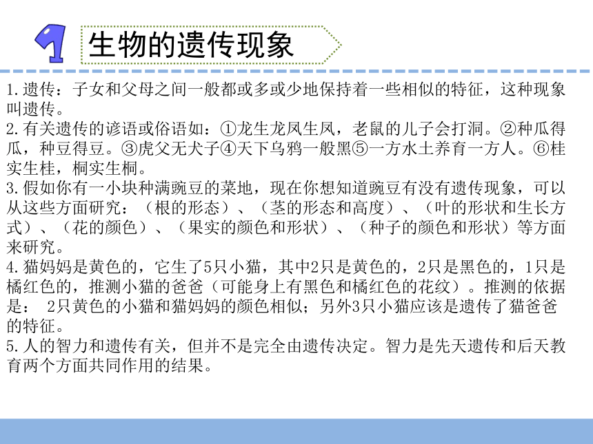 苏教版（2001）科学 六年级下册 第二单元  遗传与变异 复习材料（课件 16张PPT）