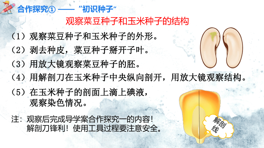 3.1.2 种子植物(第一课时)课件(共19张PPT+内嵌视频1个)2022-2023学年人教版生物七年级上册