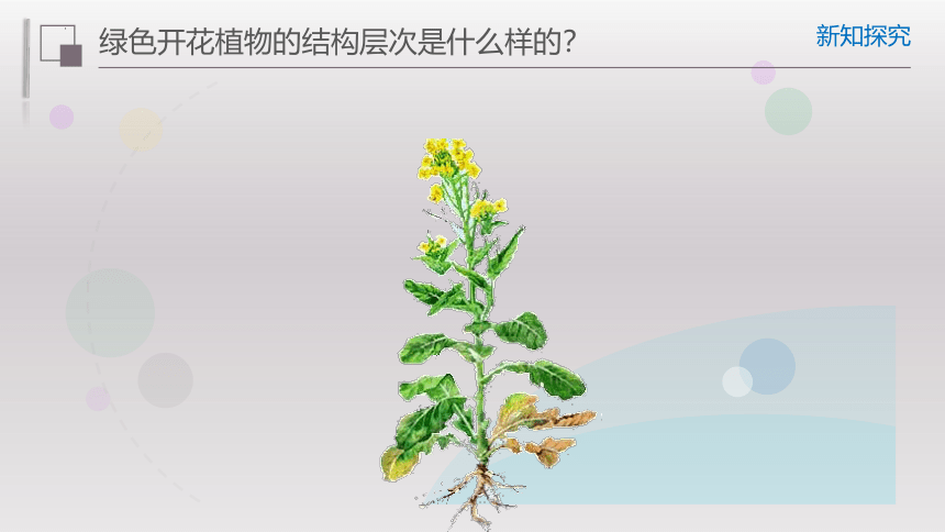 2.2.3植物体的结构层次课件-2022-2023学年人教版生物七年级上册（共35张PPT）