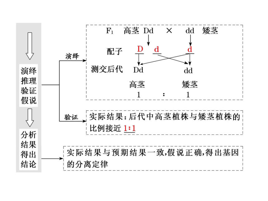 1.1基因分离定律复习课件(共47张PPT)-人教版（2019）必修2