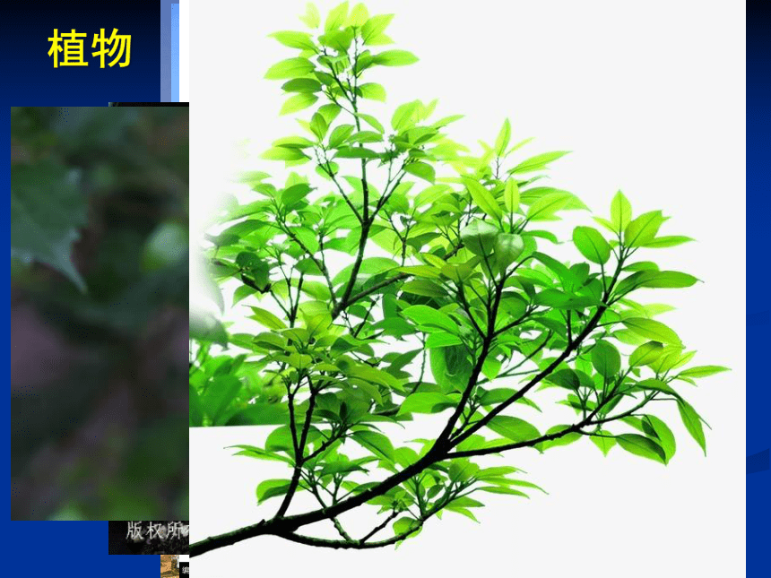 第一单元、结构及其设计、第一节、常见结构的认识 课件（95ppt）