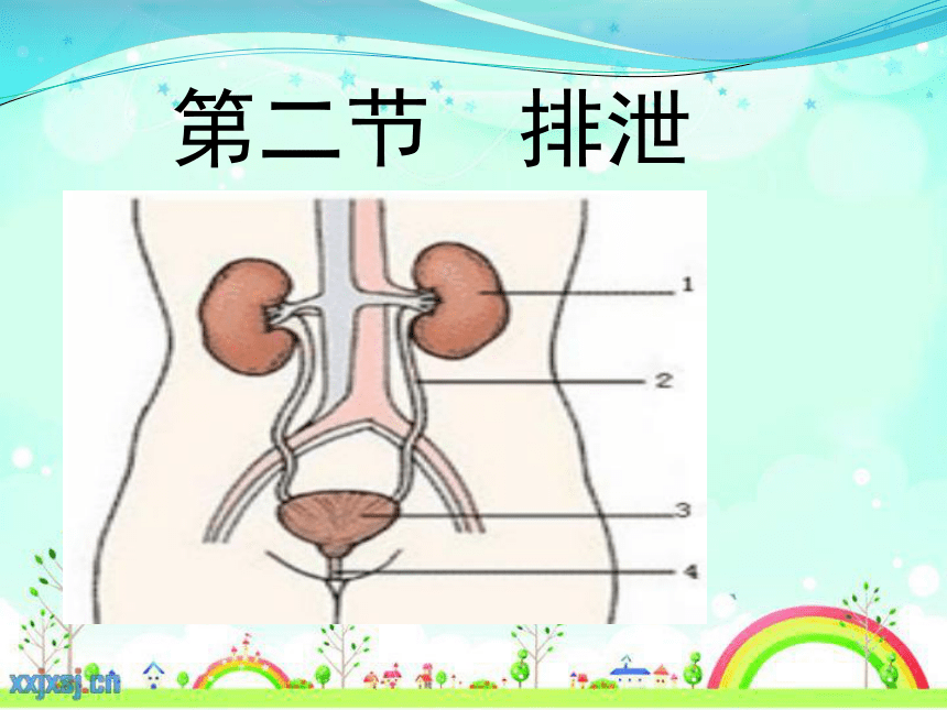 2020--2021学年冀少版生物七年级下册2.3.2《排泄-肾脏》课件(共19张PPT)