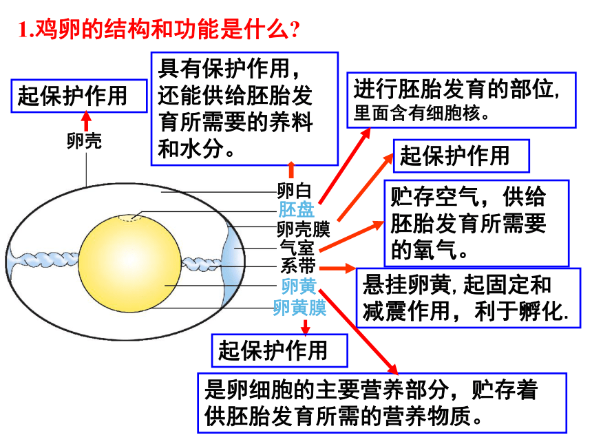 -2020-2021学年人教版八年级生物下册 7.1.4 鸟类的生殖和发育 课件（共33张PPT）