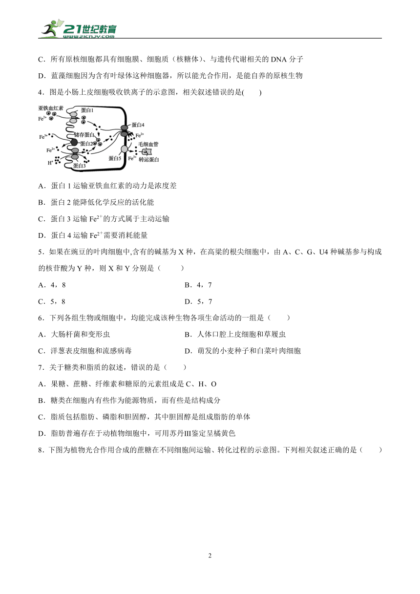 人教版（2019）高中生物必修一 分子与细胞 期末检测（Word版含答案）