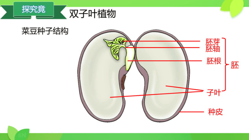 冀教版七年级上册 第一单元 第三章  第六节 被子植物 双子叶植物课件（共20张PPT）