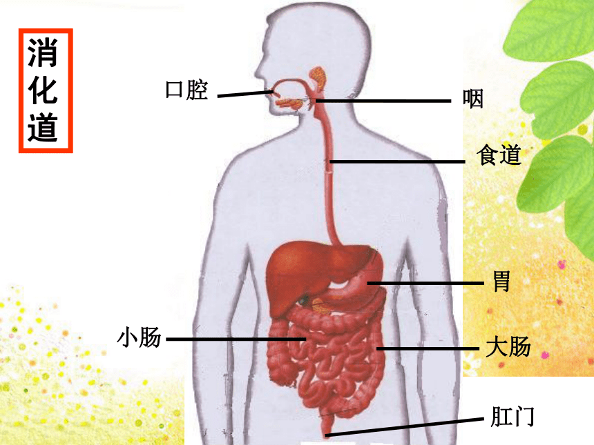 人教版 七下 第四单元第二章 第2节 消化和吸收 课件（共36张PPT）