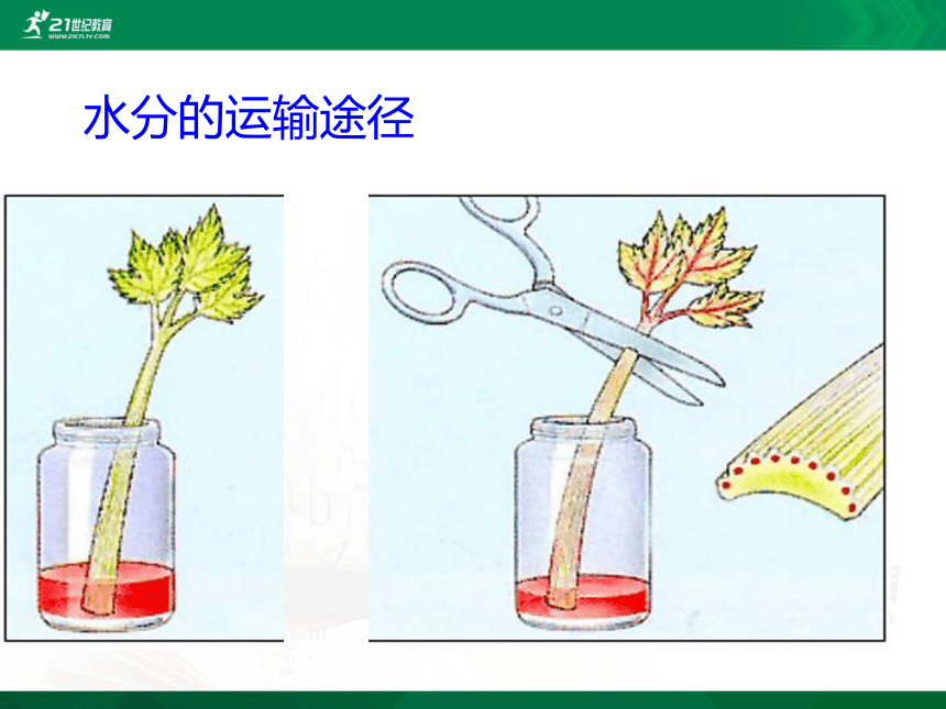 3.3 绿色植物与生物圈的水循环（课件）（共28张PPT）