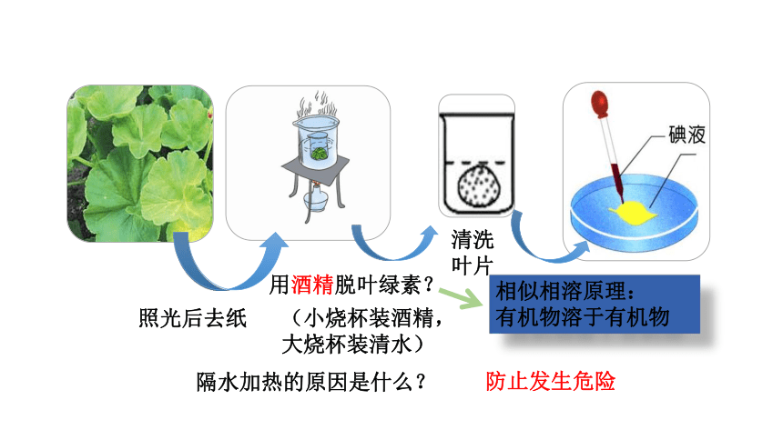 人教版生物七年级上册 3.4  绿色植物是生物圈中有机物的制造者课件(共25张PPT)