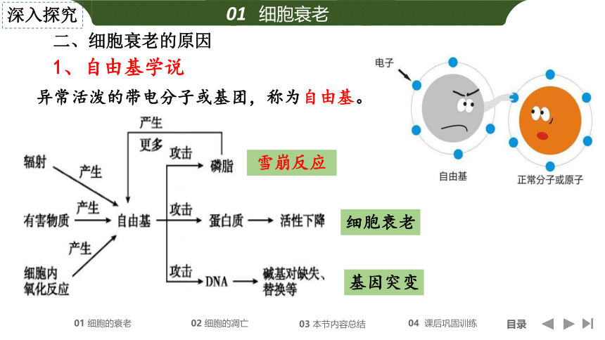 第六章 第三节 细胞的衰老和死亡（28张）-高一生物人教版（2019）必修一课件