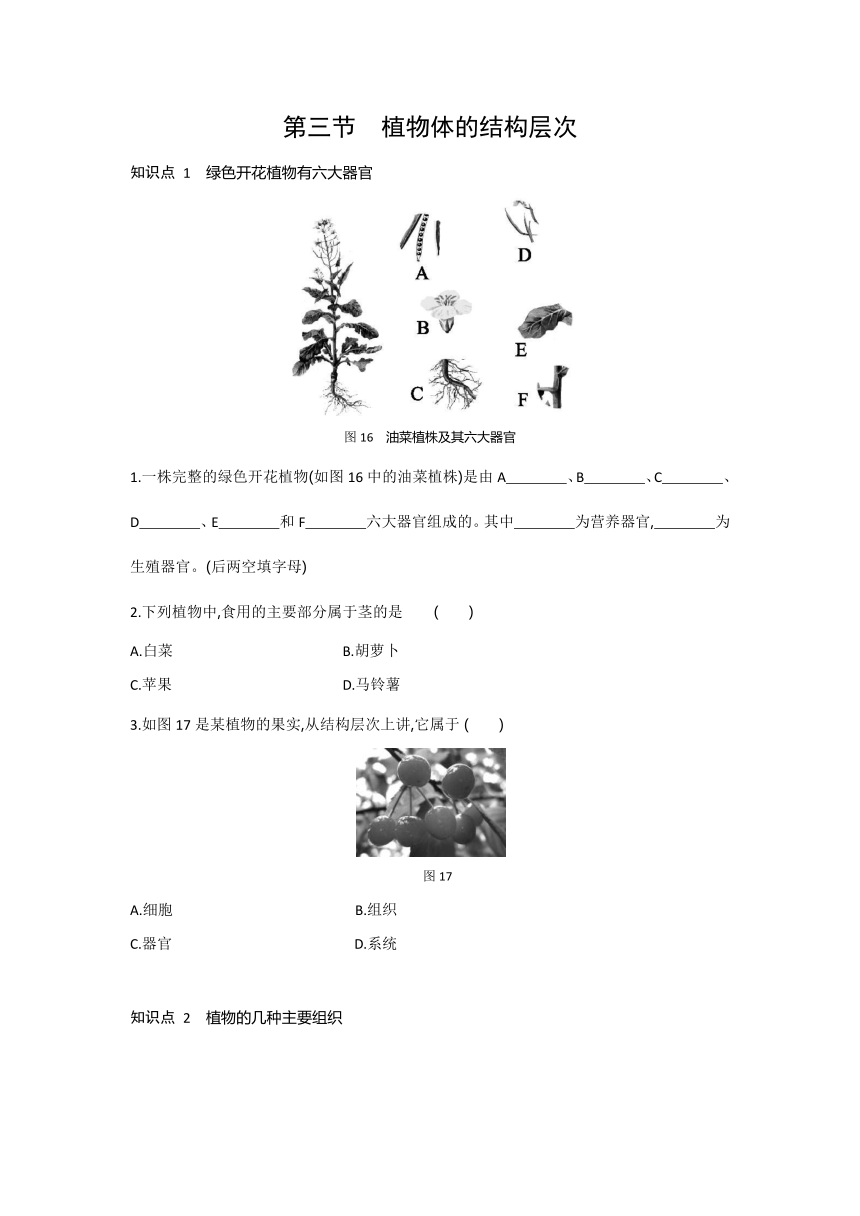 2021-2022学年人教版生物七年级上册2.2.3植物体的结构层次---同步练习（word版 含解析）