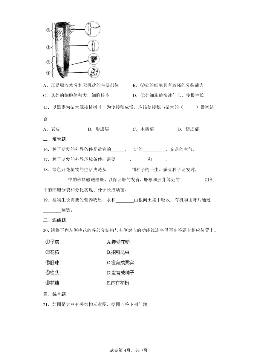 济南版生物八年级上册第四单元第一章 绿色开花植物的一生 单元综合训练试题（Word版 有答案）