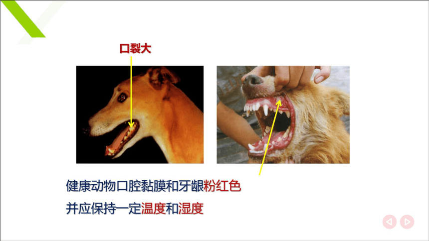 4.2口腔咽食道 课件(共23张PPT)《畜禽解剖生理学》同步教学（中国农业出版社）