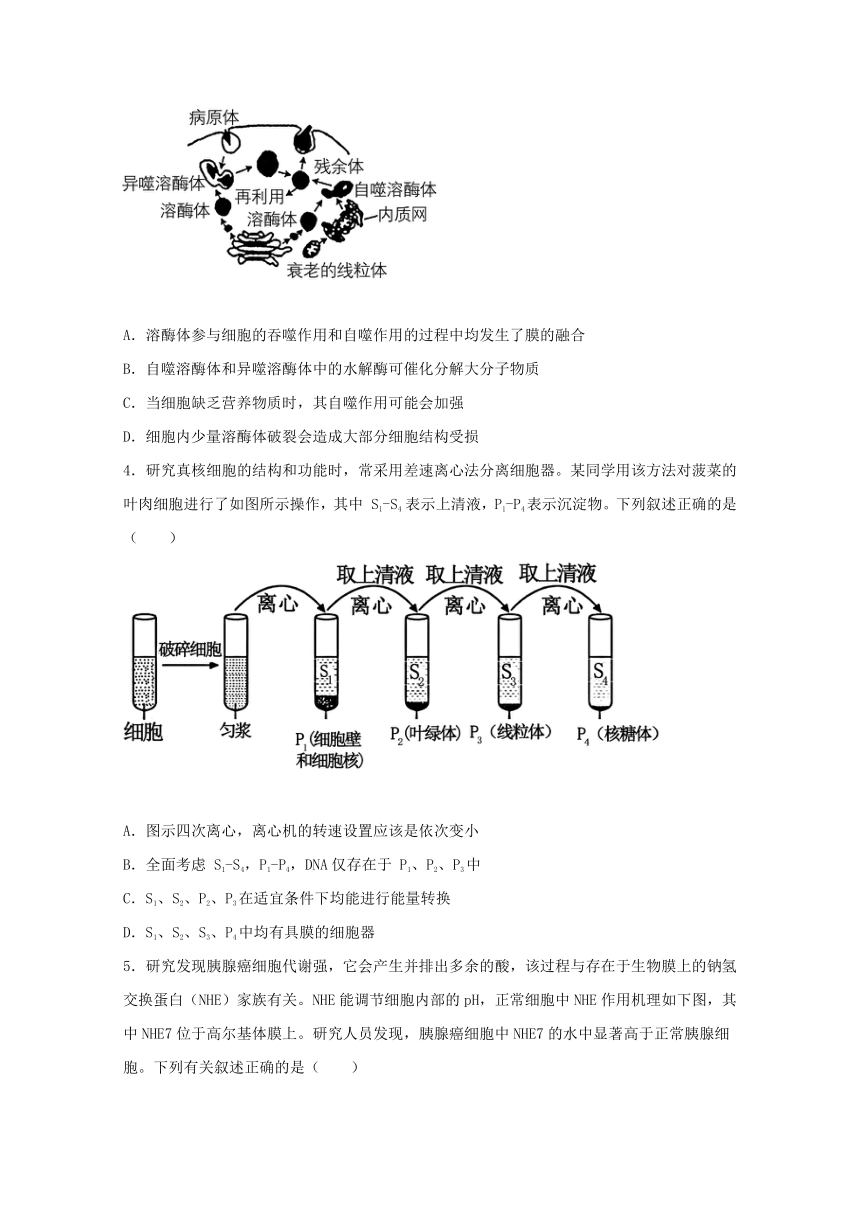 2021年 福建省高考压轴模拟卷 生物 答案含解析