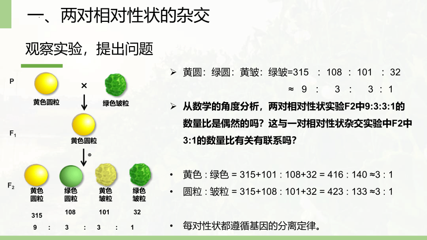 生物人教版（2019）必修2 1.2 孟德尔的豌豆杂交实验（二）（共22张ppt）