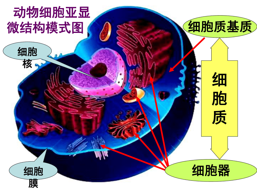 人教版生物高中必修一3.2-细胞器——系统内的分工合作(58张PPT)