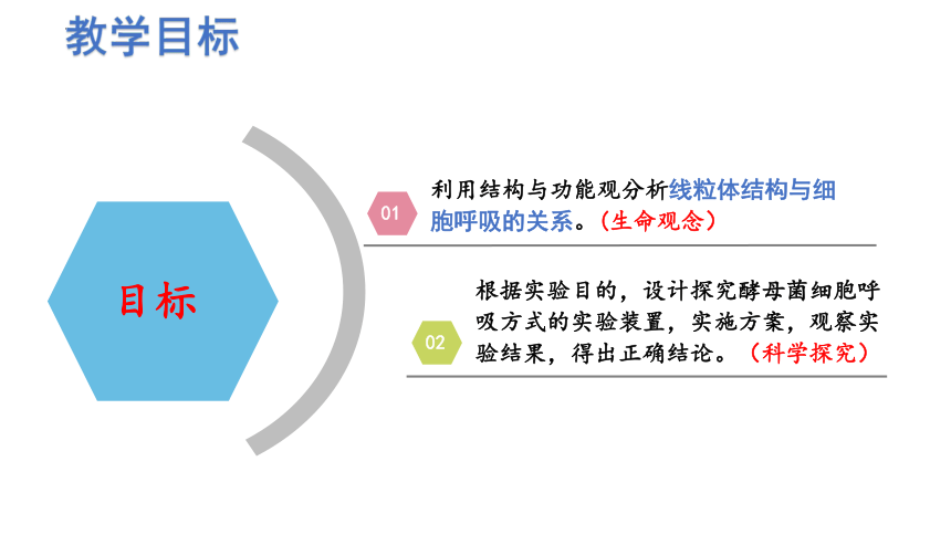 5.3细胞呼吸的原理和应用（第1课时）(课件共18张PPT)