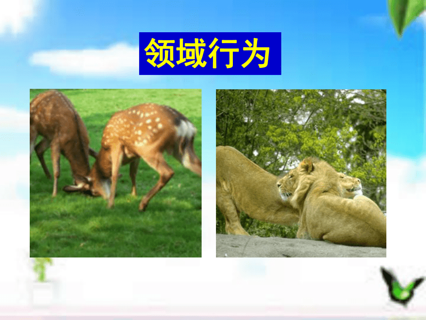 北京版八年级上册生物9.2 动物的行为课件(共24张PPT)