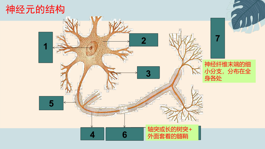 苏科版生物八年级上册 6. 16.1 人体的神经调节（第一课时）2022-2023学年课件(共23张PPT)
