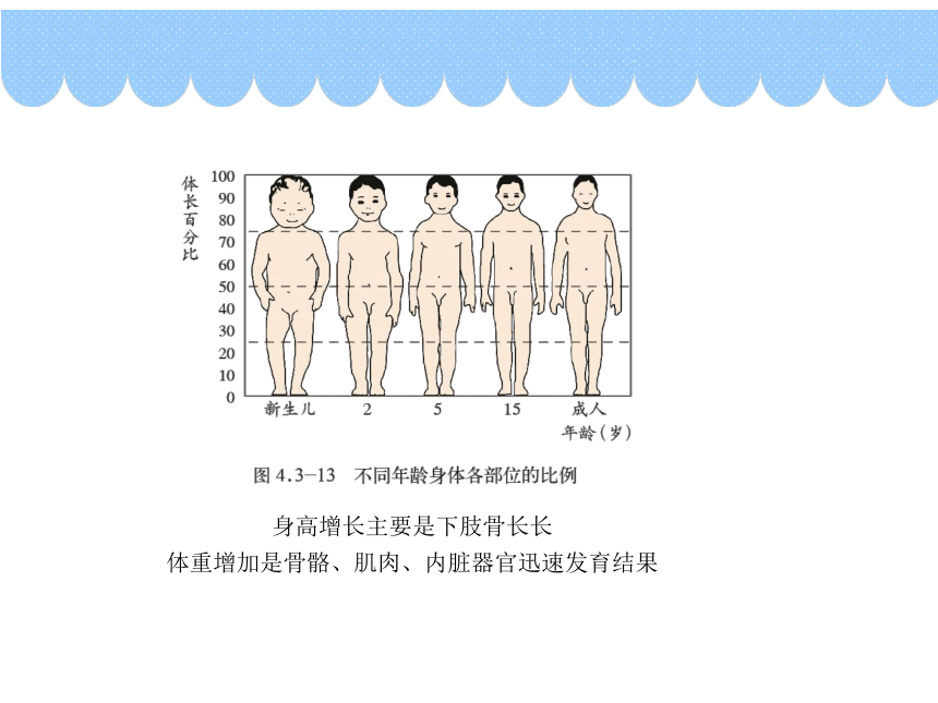 4.3.2 青春期发育 课件-（共43张PPT）