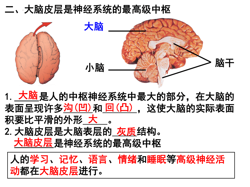 4.12.1 神经系统与神经调节——第3课时 反射类型与大脑皮层课件(共22张PPT)2023--2024学年北师大版生物七年级下册