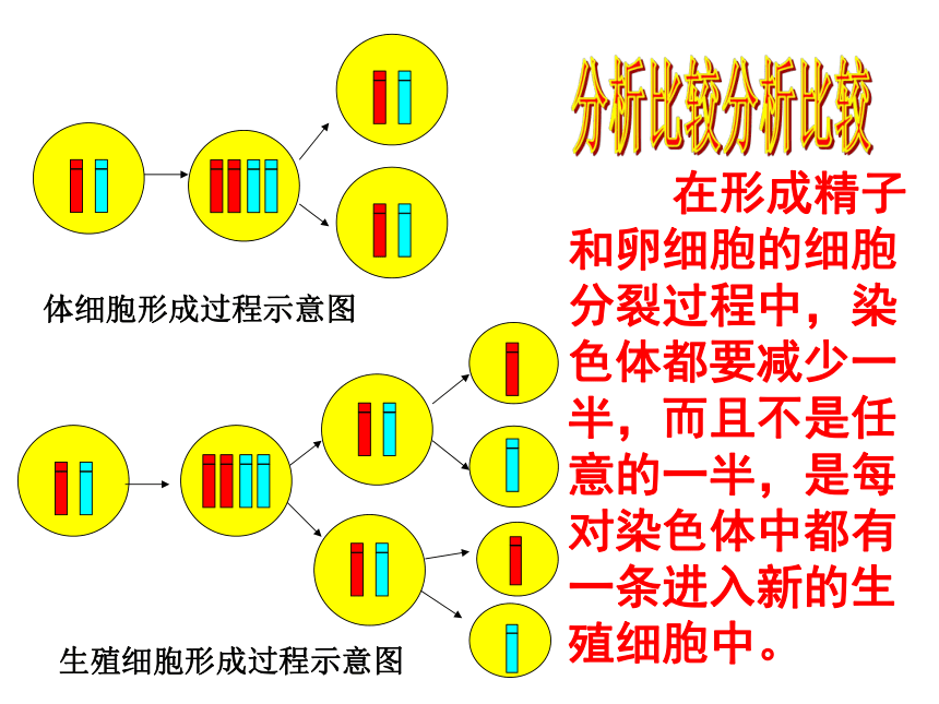 4.4.3人类染色体与性别决定 课件-（共40张PPT）