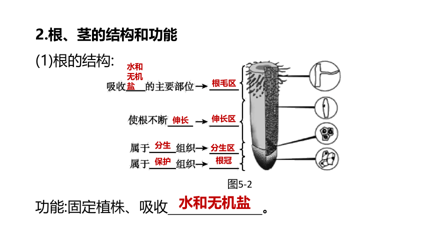 2022年浙江省中考科学一轮复习 第05课时　绿色植物的水和无机盐代谢（课件 34张PPT）