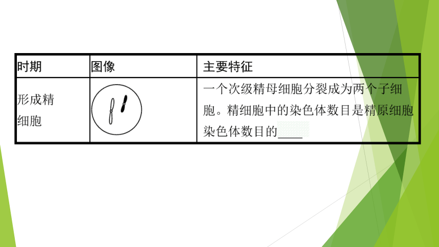 ３．２减数分裂与配子形成课件(共64张PPT)