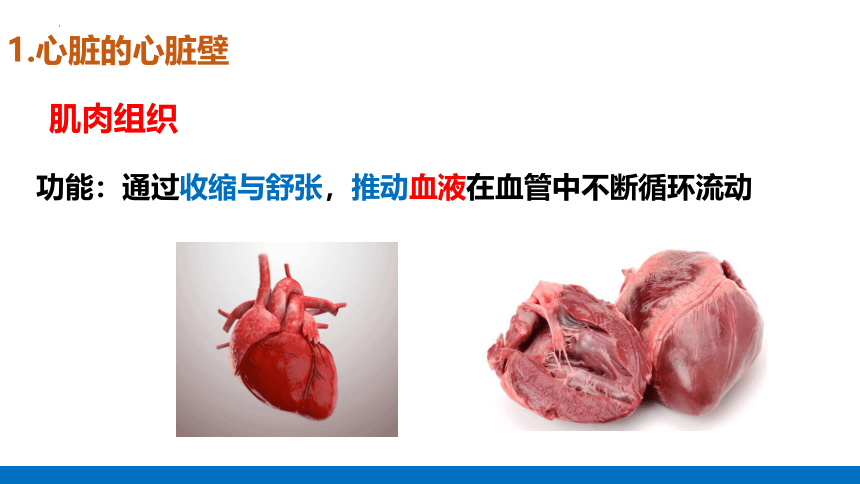 4.4.3  输送血液的泵-心脏课件 (共42张PPT)（共2课时）人教版生物七年级下册