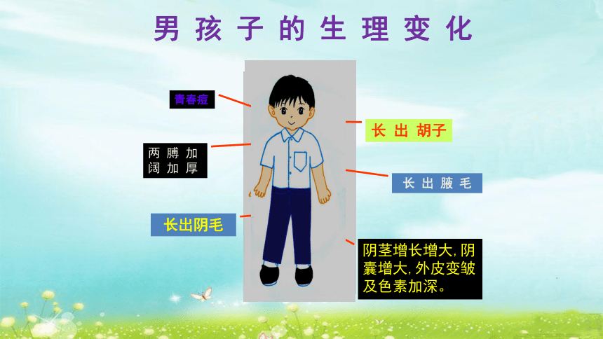 五年级体育与健康上册2.2 青春期第二性征发育的特点（课件）  人教版   （14张ppt）